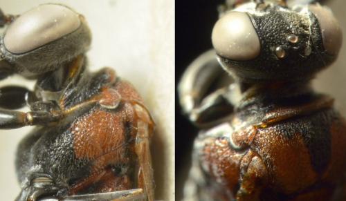 Réf. 217 125 : Oryttus concinnus